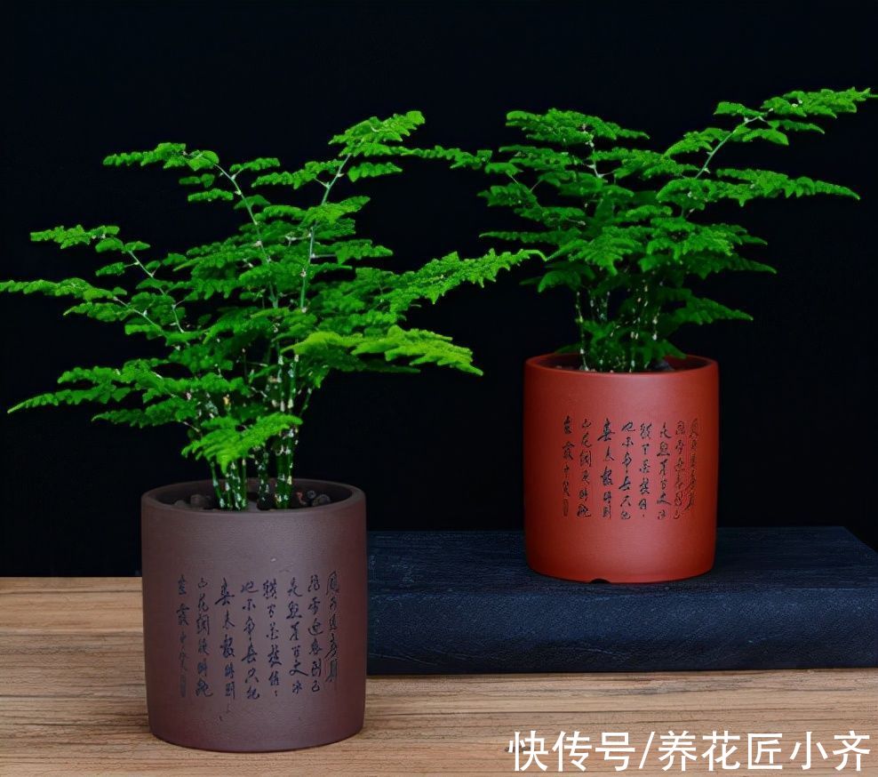 三角梅|新手想玩盆景？可以试试4种植物，生长快速易成型，新手难养死