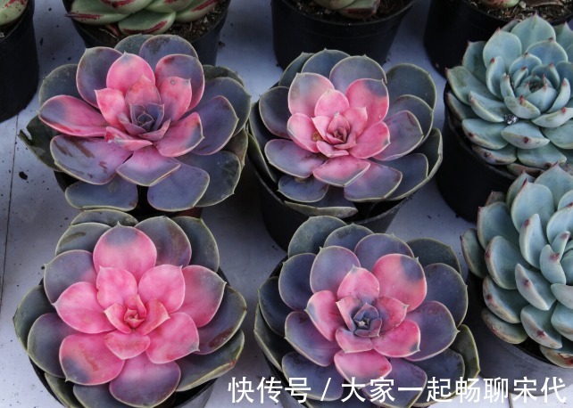 如果不是万不得已,3种花年后再买,省钱又好养