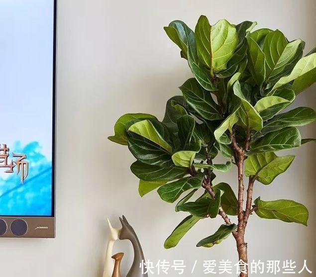 绿萝柱|家里的客厅,一定要放上这几款绿植,美观又大气