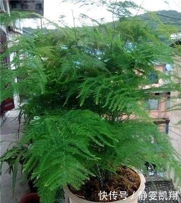 家里的文竹稀稀拉拉，真难看，用了这1东西，发疯的长，不黄叶