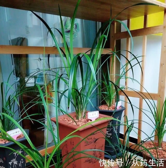 蓝莓|老前辈养兰花,盆里撒把粉,兰花呼呼长,叶子厚绿油亮,不烂根