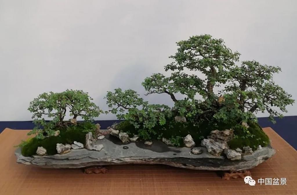  制作|盆景制作中的气、势、神、韵如何表现！静态和动态相结合是精髓