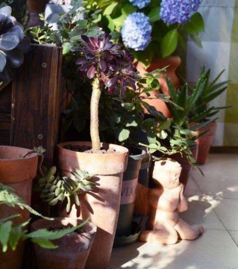 家庭的这2种“食物壳”,砸碎之后,撒在花盆里,养啥花都能旺!