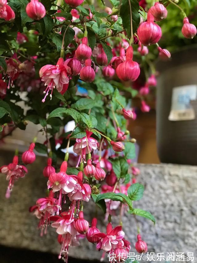 夏天|10种不能淋雨的花，淋完雨就死，盆栽养花注意事项