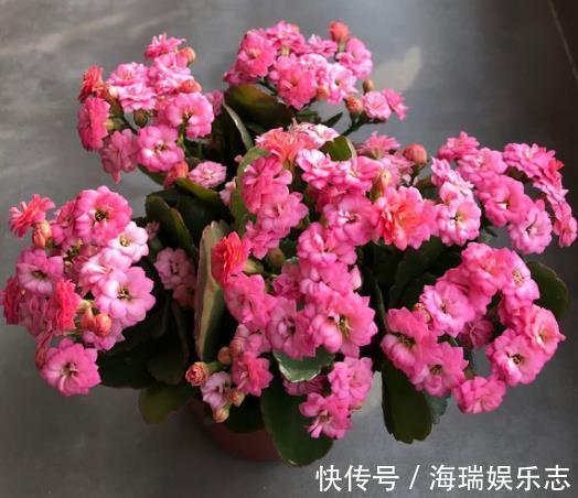 冬天|要让长寿花“开花不断”，把“3点”做好，一次冒出50个花苞！