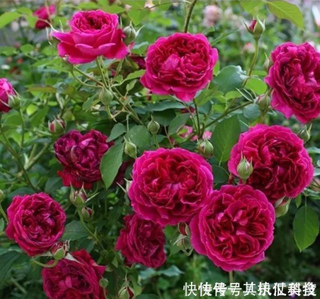 满屋|3种“香水”月季,适合阳台盆栽,花开一朵,满屋飘香