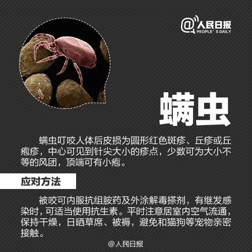 恙虫|江西男子被它叮了一下，紧急抢救