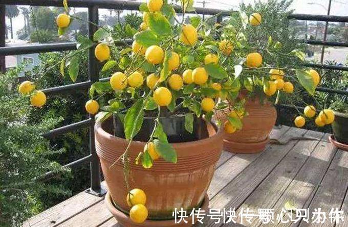 盆栽|4种“杀菌花”,冬天养几盆,清香漂亮,空气清新,家里人少生病