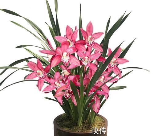 发芽|兰花和君子兰不开花、不长叶、不发芽?问题就在三点,试试吧
