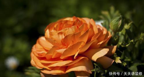 格调|农历5月11号开始,最适合养这些花,花色妖艳妖娆,提升格调品味