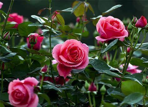 花海|农历8月2日开始,养花养个耐看的,花朵小巧玲珑,阳台开出花海