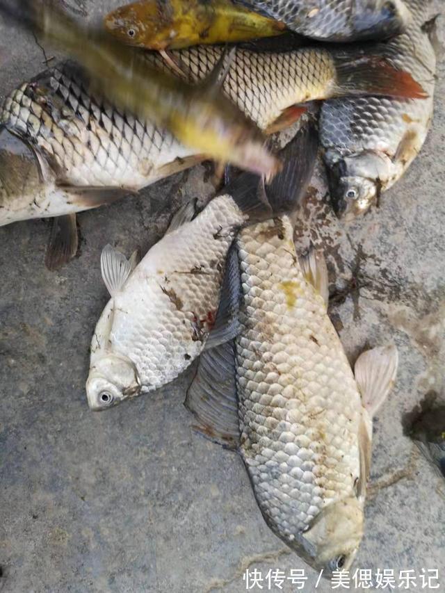 初夏钓大板鲫攻略,产完卵会去这几个地方,用对方法爆护不难