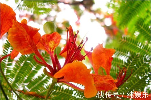 鲜花|此花一年能盛开两次,一次是寓意思念,一次是寓意离别