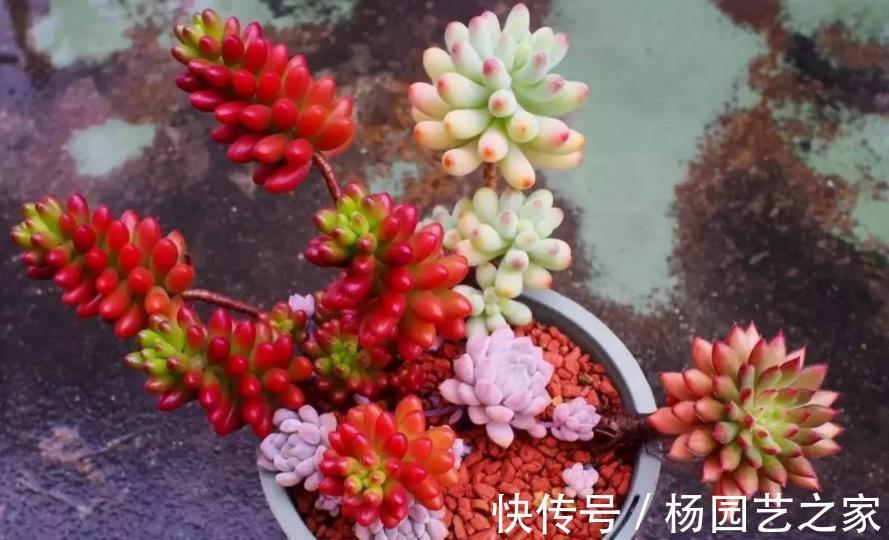 花友|这3类多肉盆栽价钱合适也不值得入手，养不久、养不活