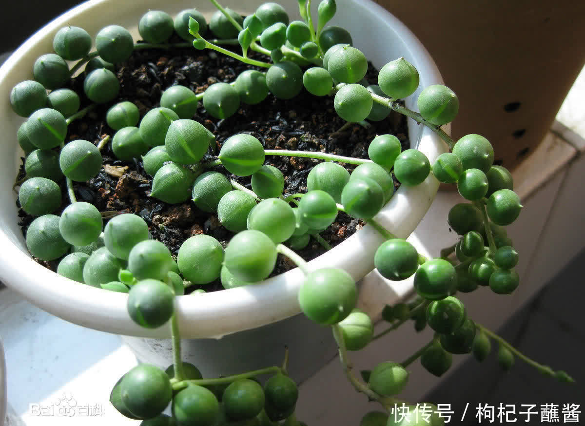 养多肉佛珠,用一个简单省心的方法,圆鼓鼓,几个月挤爆花盆