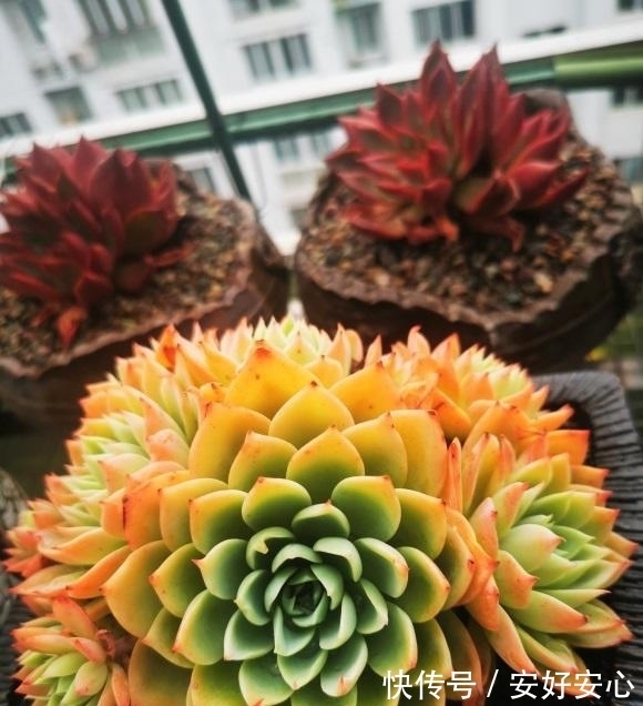 多肉植物|多肉发根难?其实最简单了,埋到盆里不用管,自己就能长出来