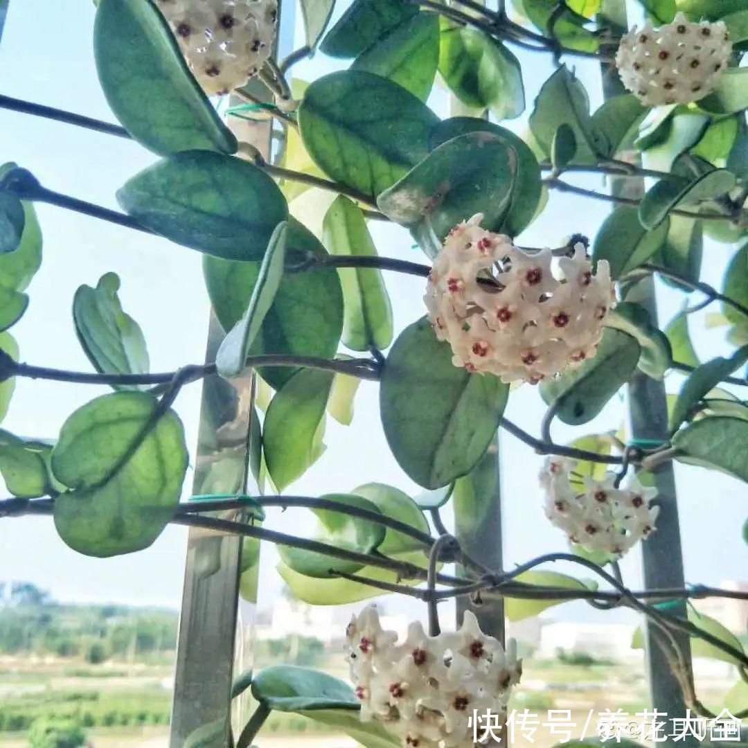 橡皮树|养花就怕乱浇水，越浇死得越快，赶紧住手