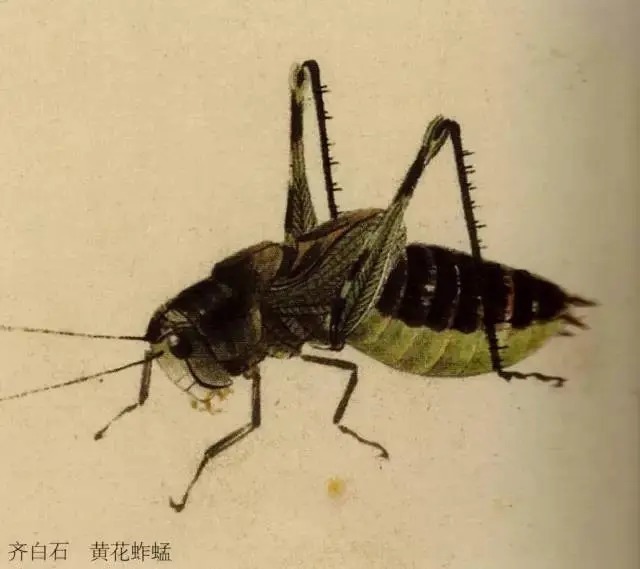 蝈蝈$国画技法图典——草虫篇:蝗虫 蚂蚱 蝈蝈 螽斯 螳螂 蟋蟀