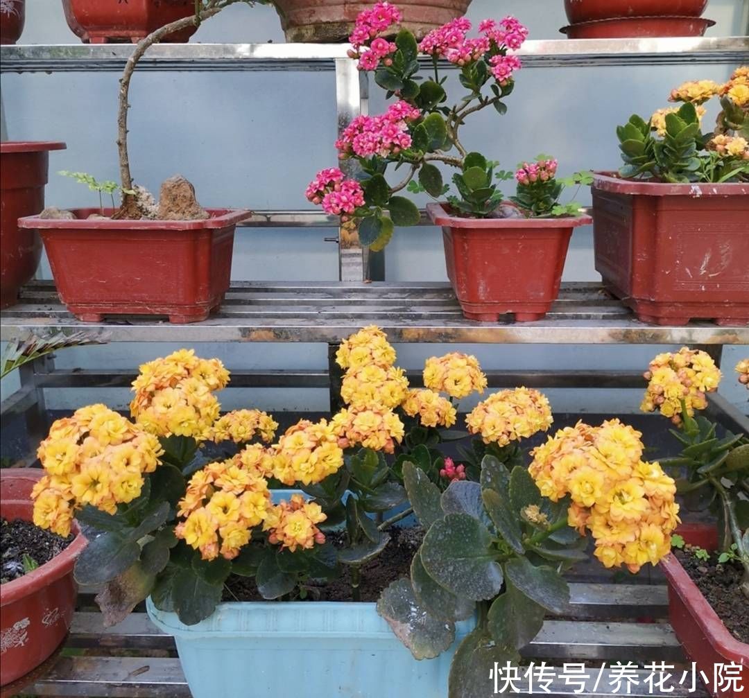 成活率|秋天凉爽了，扦插4种花，枝条插土里就生根