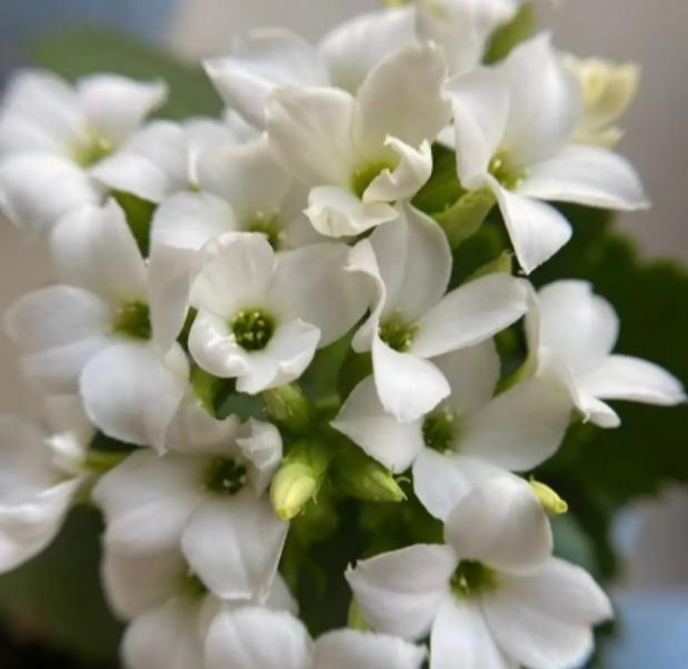 75个长寿花品种，一个比一个美，一起来认识一下吧！