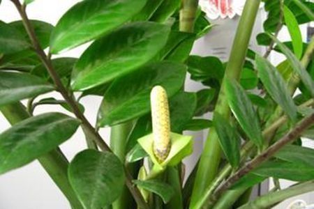 山东大姐养金钱树,盆里加勺“小玩意”,小芽到处窜,年年开花