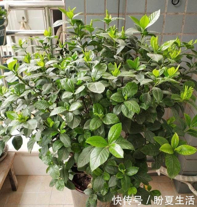 栀子花|4种“娇气”花,公认的难养,一个比一个难伺候,买了也白花钱