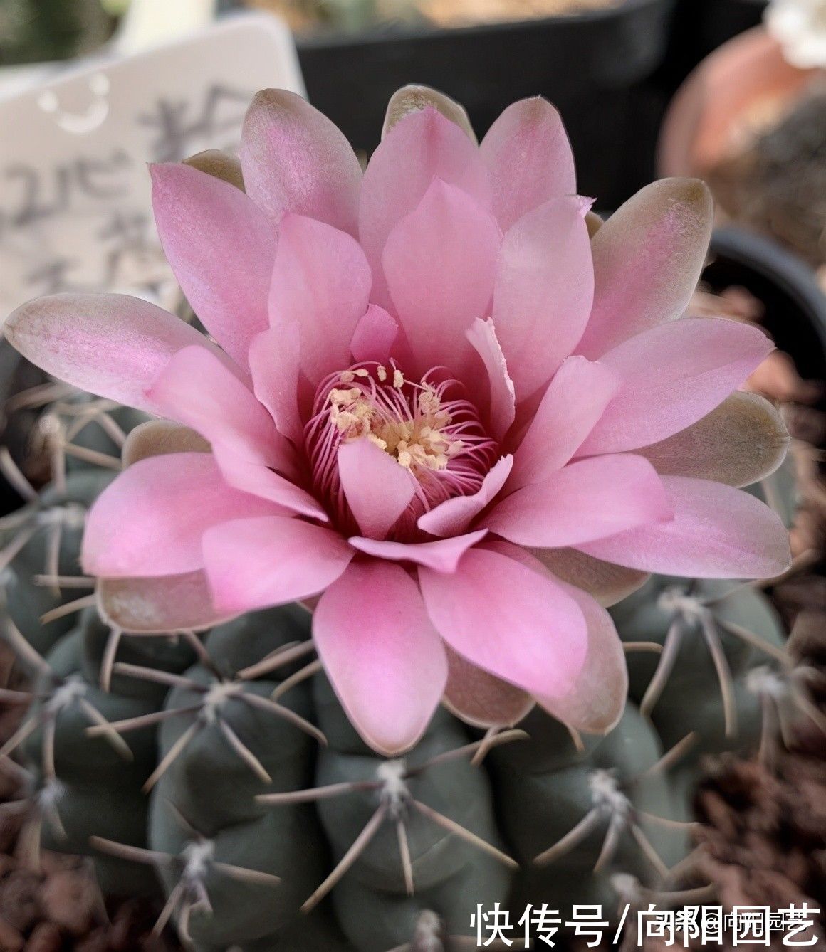 夏天|养仙人球，就养“绯花玉”，每年夏天都开花，一次能开十几朵