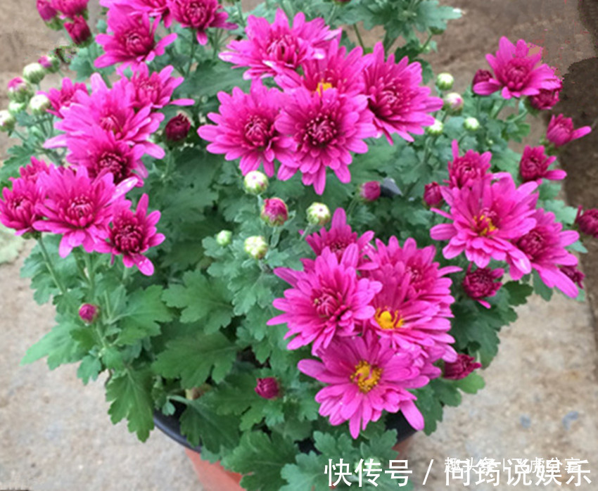 姬小菊|四种菊花比长寿花漂亮10倍，全年循环开花，从年初赏到年尾