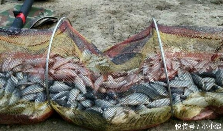 上钩的鲫鱼不够大?三十年老钓手:冬天不用这狠招就亏大了