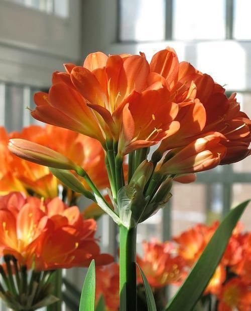 君子兰|养君子兰就像“种白菜”狂长叶不开花,3个解密,开花几十年