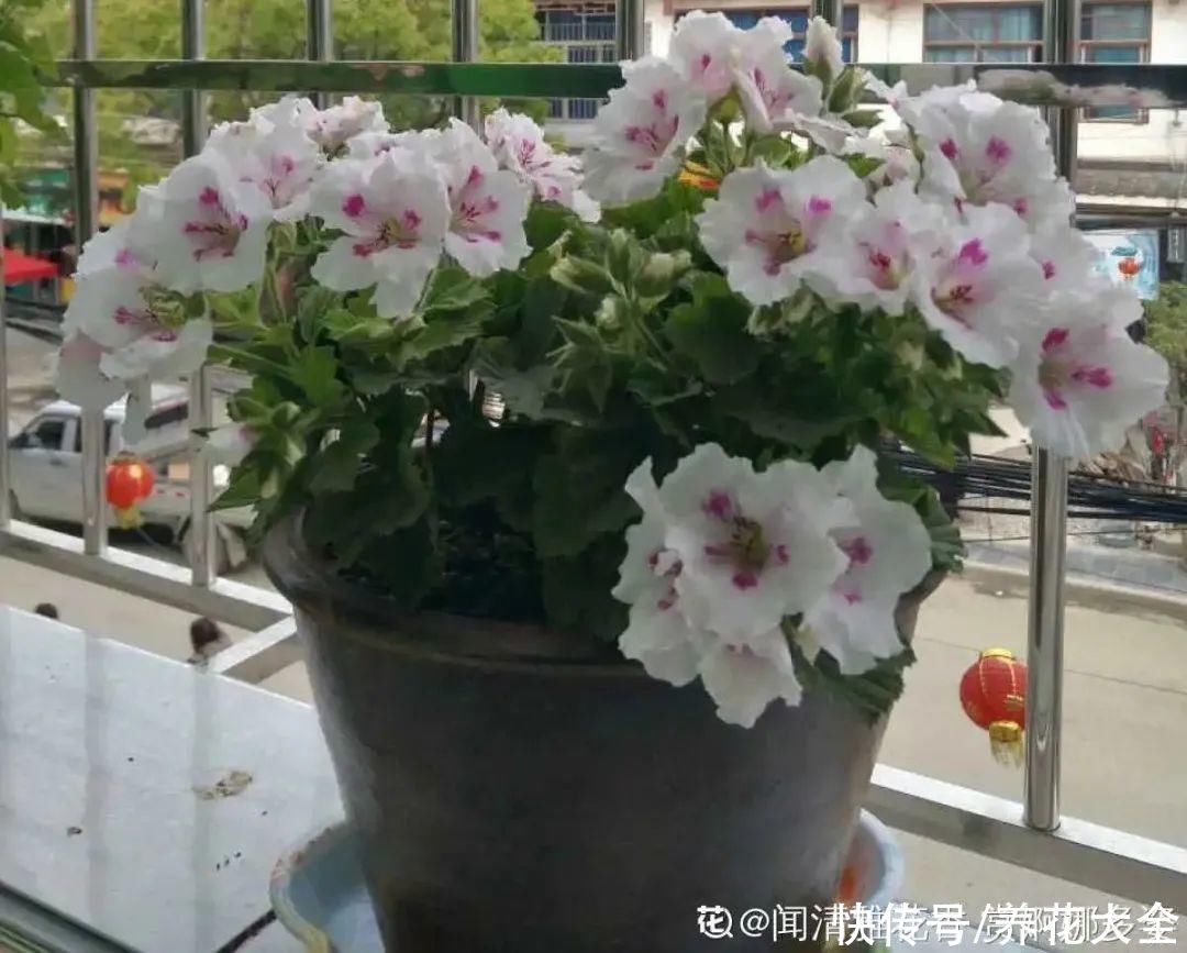 天热了，8种花要休眠，要少浇水