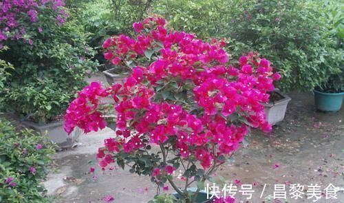 光照|我把三角梅催花的方法都写在这里了,求你们别再问为什么不开花了