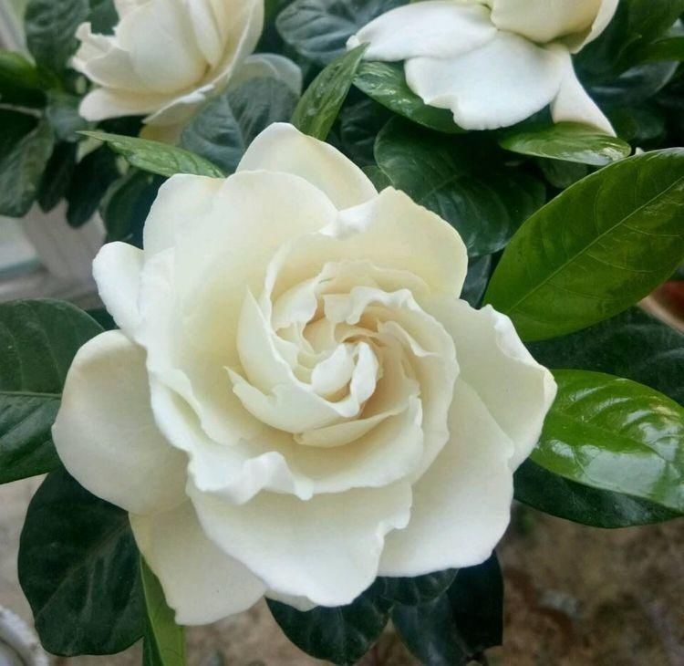 叶子|天冷这样养栀子花,叶子照样油绿,花期绽放芳香迷人的花朵