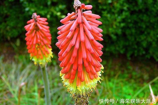 此花给人一种积极向上的寓意,气势磅礴,是一切美好的象征