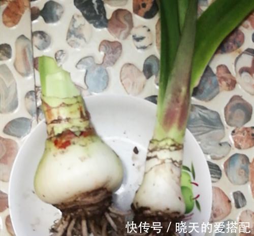 朱顶红什么时间可以种植，要怎么种，要注意什么