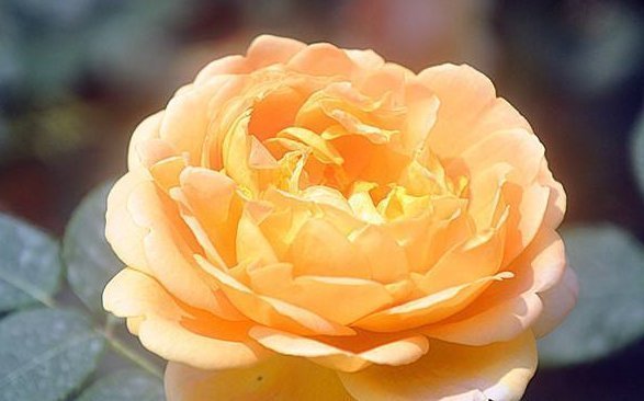 喜欢养花,就养这5种花,不仅花香浓郁,“颜值”特别高