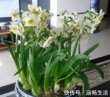 阿司匹林|养花时，用上这3种“过期药”，碾碎与水泡一泡，养啥花都爆盆