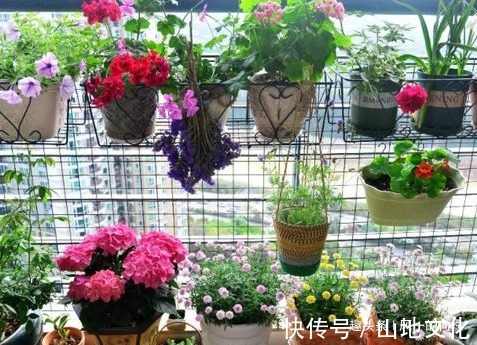 居家养花总是养不好学会这三个小技巧,轻松花开爆满盆