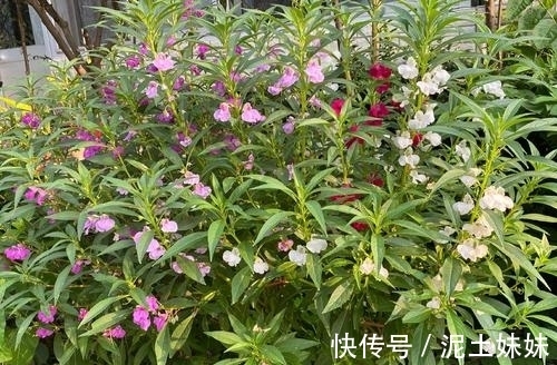 植物|儿时男孩拿来当玩具,女孩用来染指甲,如今方知其价值,不容忽视