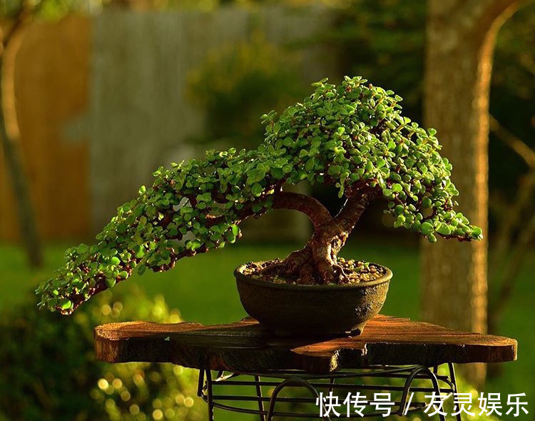 养出“这样的”金枝玉叶,需要“硬功夫”,学会4招,一盆上千块