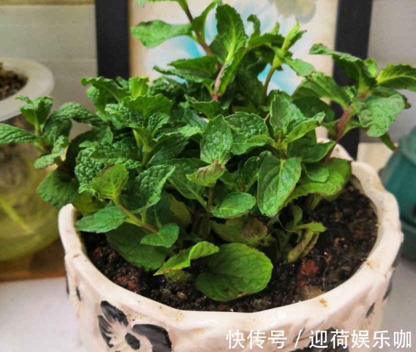 空盆养花土别闲着，种上这3样菜，观赏、食用两不误