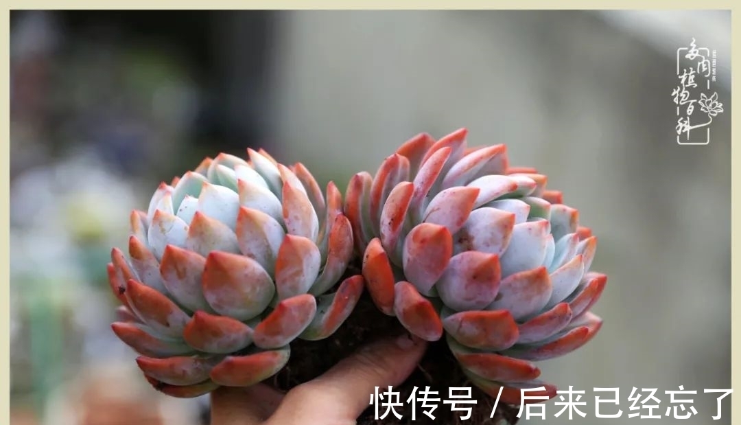 冬天来了,你的多肉让你着迷了吗?