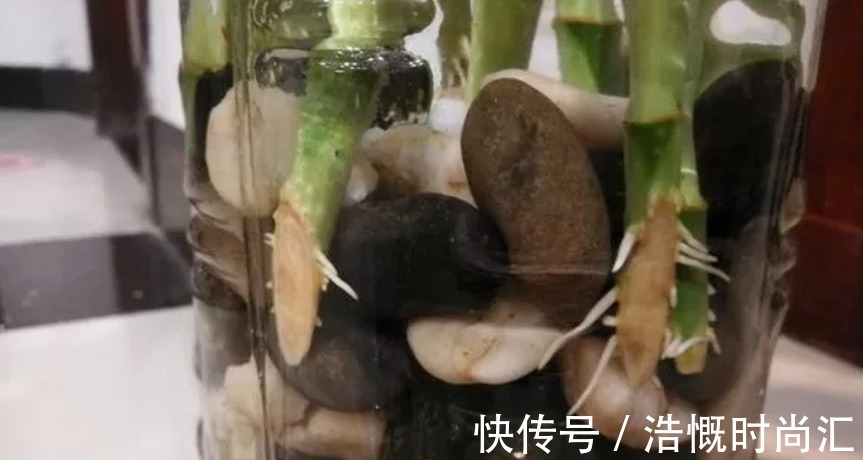 富贵竹水培爱黄叶，用了不少办法都难改善，不如试试它