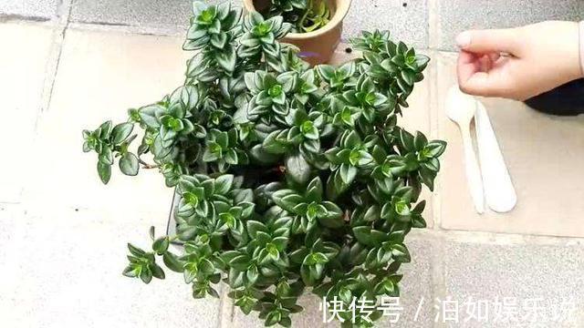 小技巧|它比金边吊兰漂亮,1个修剪小技巧,长势快,开花不断,花繁叶茂