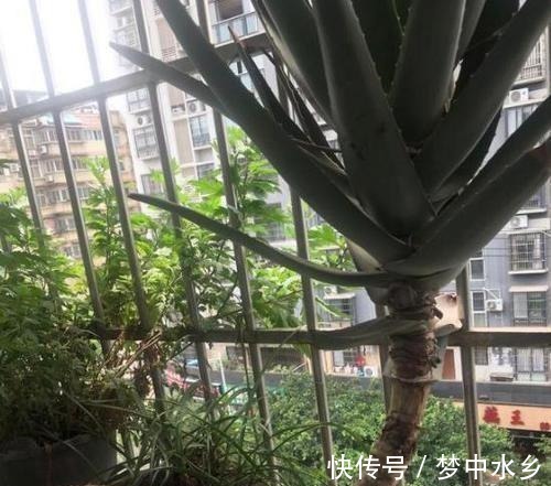 想要芦荟成老桩?知道这个妙招,叶片厚实肥美,几年就成树