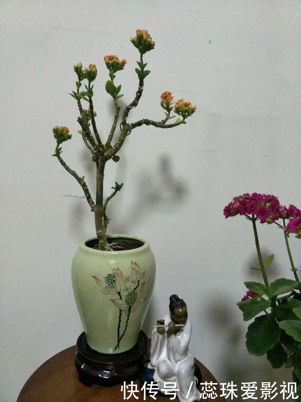 叶片|美女养长寿花,狠心“撸光叶”,留下秃枝干,50天就成霸气老桩