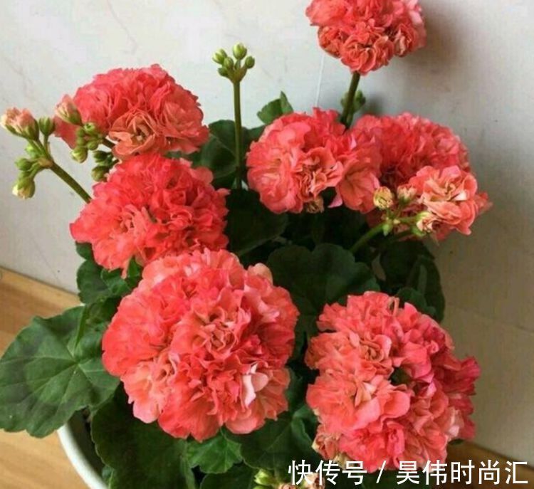 这些小花便宜又好养,放在小院开花不断,绚丽多彩,香飘溢满屋