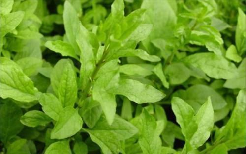 保护心血管|农村喂猪的野菜,有的被称为“皇帝菜”,有的2块钱一把,还好吃