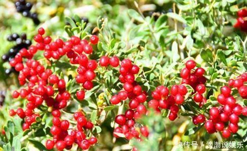 女性到了中年,推薦常吃3種食物,排毒養(yǎng)顏,美白護(hù)膚