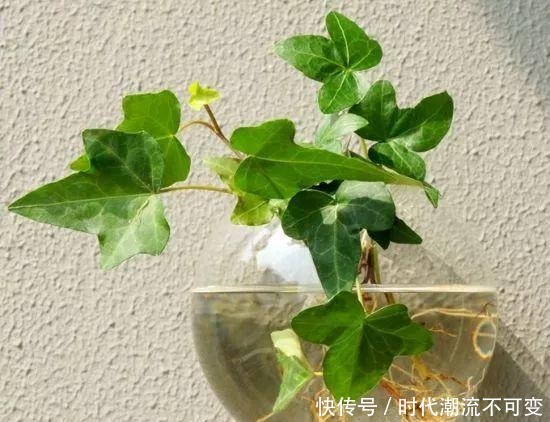 家里5种过期药片别扔,能杀菌防烂根,都是养花的宝贝